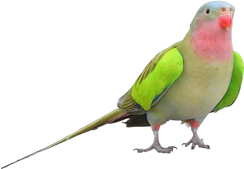 Parrot Png Clipart Princess Parrot Parrot Transparent Background