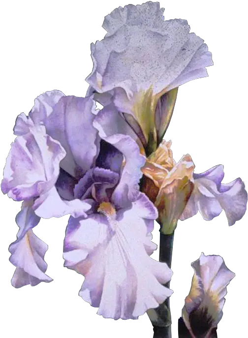 Orris Root Clip Art Irises Flower Gif Arleta Pech Png Iris Flower Png