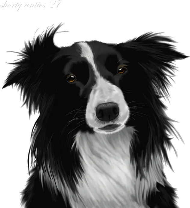 Download Border Collie Png Image For Border Collie Puppy Border Collie Png