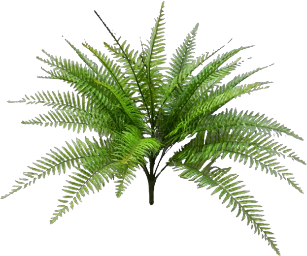 Tropical Fern Png Svg Black And White Palm Png Fern Png