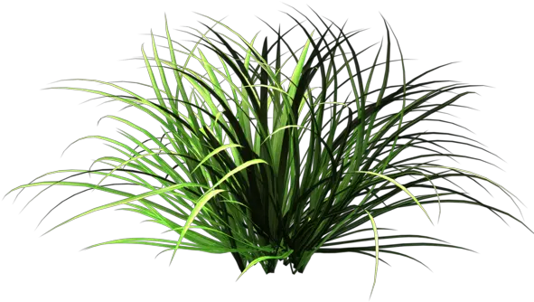 Wild Grass Clipart Transparent Background Small Plant Png Grass Clipart Transparent