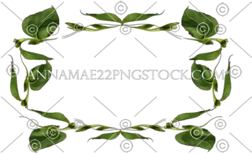 Png Stock Photos Rose Oval Transparent Background