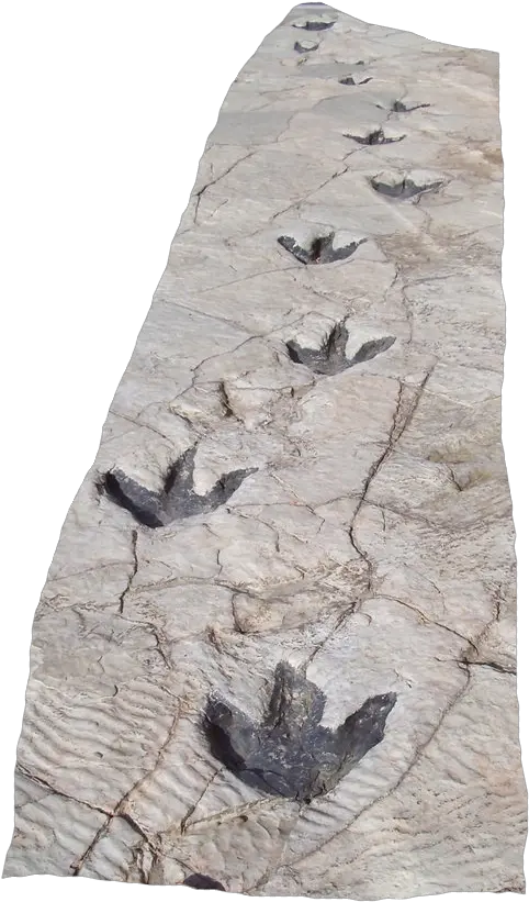 Dinosaur Footprints In Science Museum Dinosaur Footprints Png Foot Prints Png