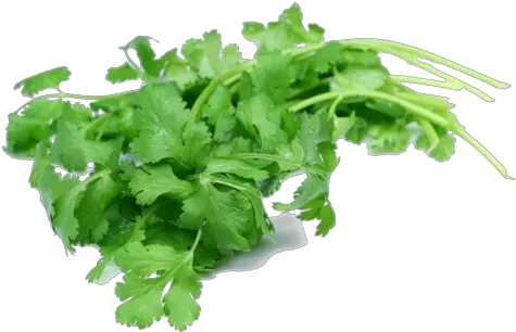 Coriander Leaf Coriander Leaf Png Cilantro Png