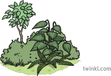 Vegetation Illustration Twinkl Illustration Png Vegetation Png