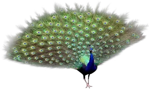 Peacock Png Transparent Images Free Peafowl Peacock Png