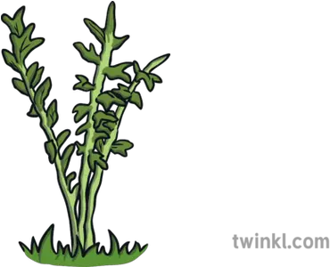 Weeds Illustration Twinkl Grass Png Weeds Png