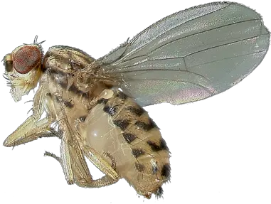 Flies Facts U0026 Information Hulett Pest Control Parasitism Png Flies Png