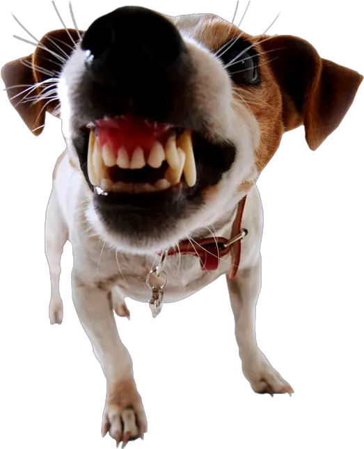 Dog Bite Prevention Biting Pet Growling Dog Png Bite Png