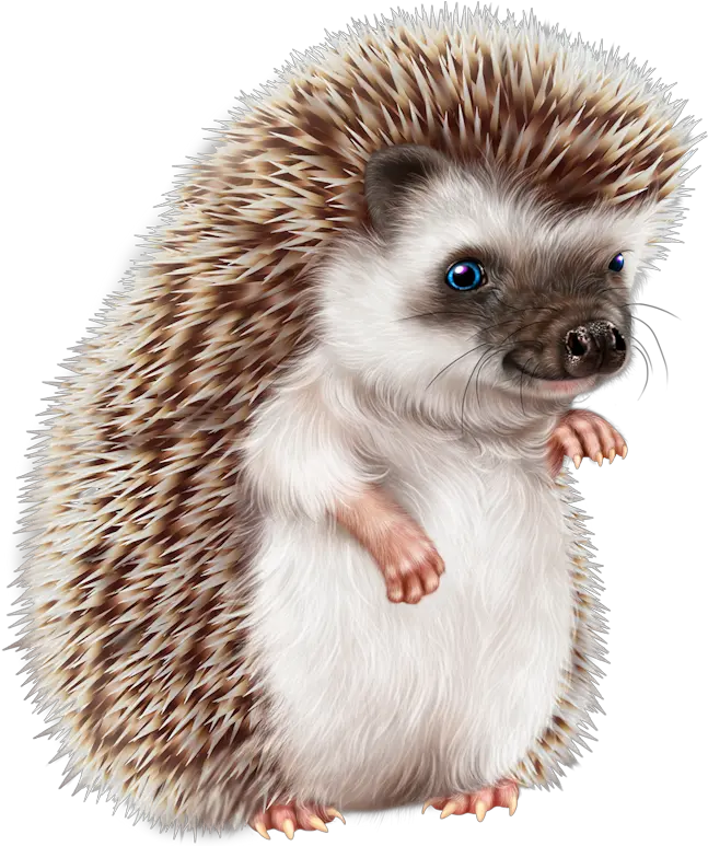 Baby Animal Painting Happy Heagehog Png Hedgehog Transparent