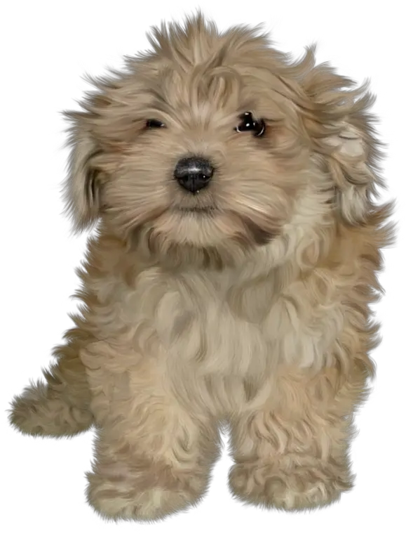 Download Hd Puppies Png Image Fluffy Dog Png Puppies Png