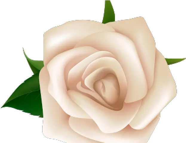 Natural Flower White Rose Clipart Png Rose Clipart Transparent