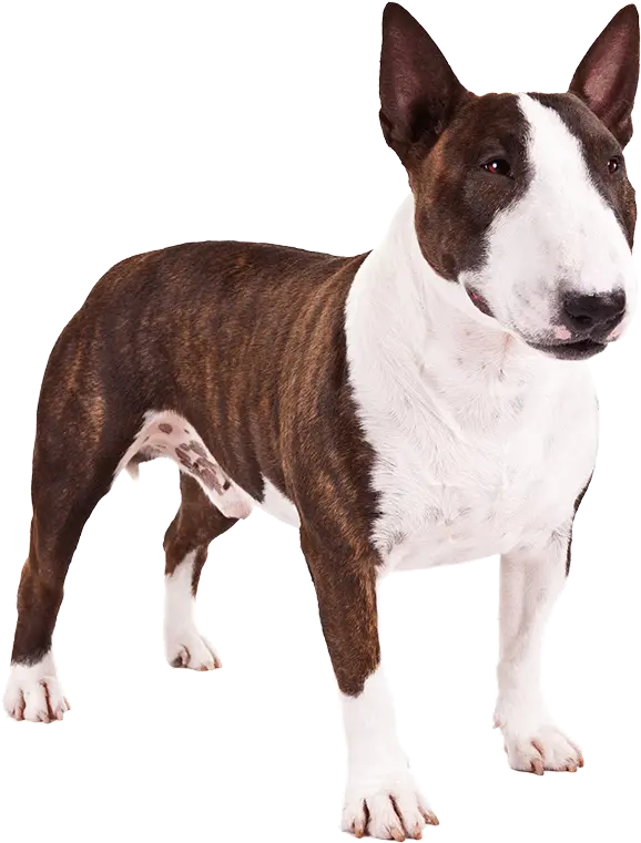 Perro Pitbull Png 3 Image Bull Terrier Png Pitbull Png