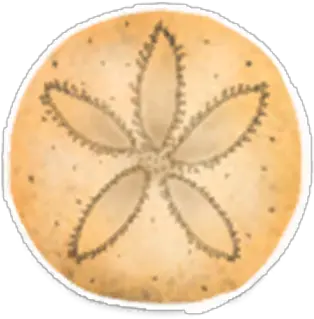 Sand Dollar Sand Dollar Png Sand Dollar Png