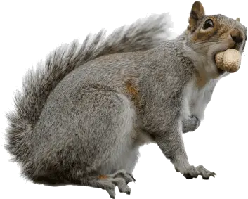 328 Squirrel Gifs Gif Abyss Page 3 Types Of Squirrel Uk Png Squirrel Transparent