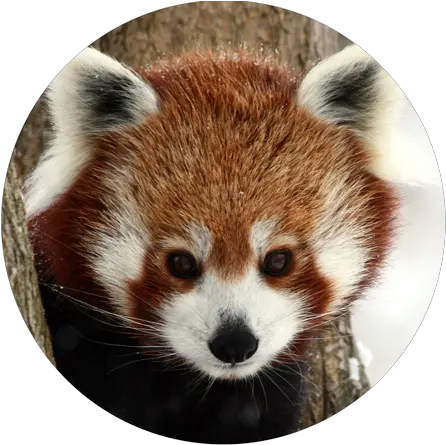 Red Panda Giant Raccoons Animal Mammal Red Panda Png Transparent Red Panda Real Red Panda Transparent