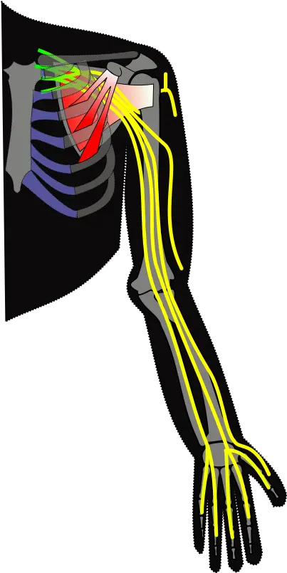 Ch13 Brachial Plexus Nerves Of Upper Limb Simple Png Plexus Png