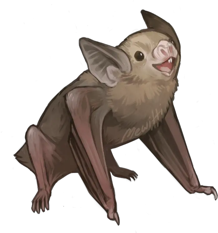 Drawn Bat Transparent Common Vampire Bat Drawing Full Bumblebee Bat Clipart Png Vampire Transparent