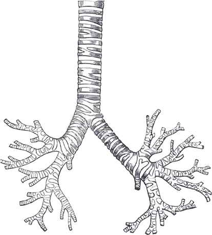 Filetrachea Transparentpng Wikimedia Commons Trachea Transparent Wing Transparent