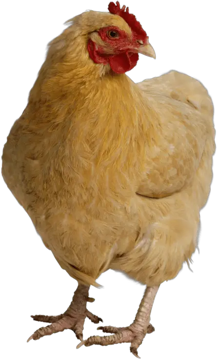 Chicken Transparent Image Web Design Or High Resolution Photos Of Chicken Png Images Transparent Backgrounds