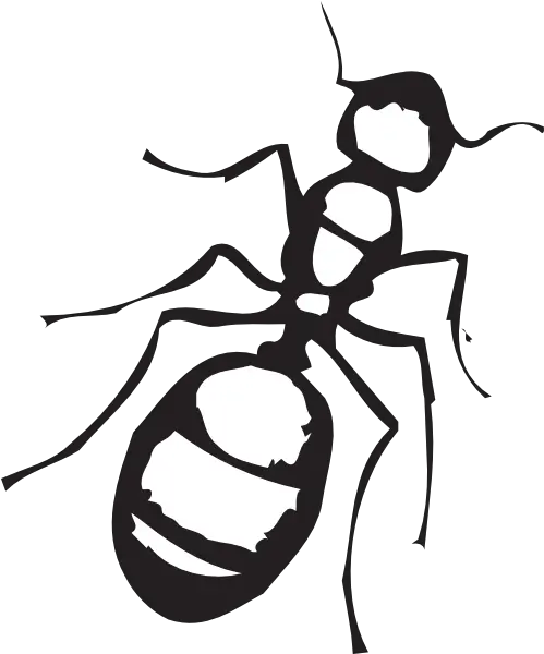 Pencil And In Color Ants Clipart Png Ant Clipart Black White Ants Png