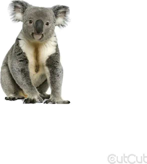 Index Of Wp Contentuploadsbpfb45730072624001551574998 Non Chronological Report About Koalas Png Koala Png