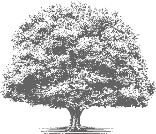 Cropped Treeiconpng U2013 People Newspapers Sketch Tree Icon Transparent