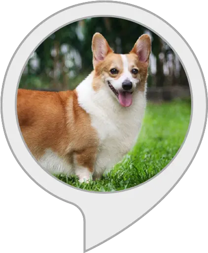 Amazoncom Corgi Facts Alexa Skills Pembroke Welsh Corgi Cute Png Corgi Png