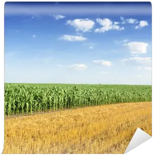 Corn Field Wall Mural U2022 Pixers We Live To Change Field Png Corn Field Png