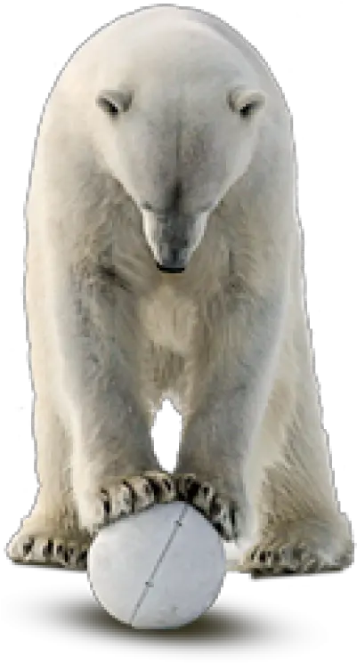 Polar Bear Png Transparent 1 Image Polar Bear Polar Bear Png