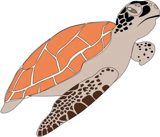 Turtle Png Transparent Background Image Dibujo De Animales Tortuga Marina Turtle Transparent Background