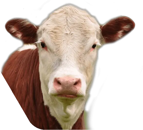 Holliston Cow Transparent Png Sapi Muka Putih Tubuh Hitam Cow Face Png