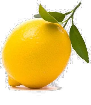 Lemon Png Image Transparent 14 Weeks Pregnant Size Of Baby Lemon Transparent Background