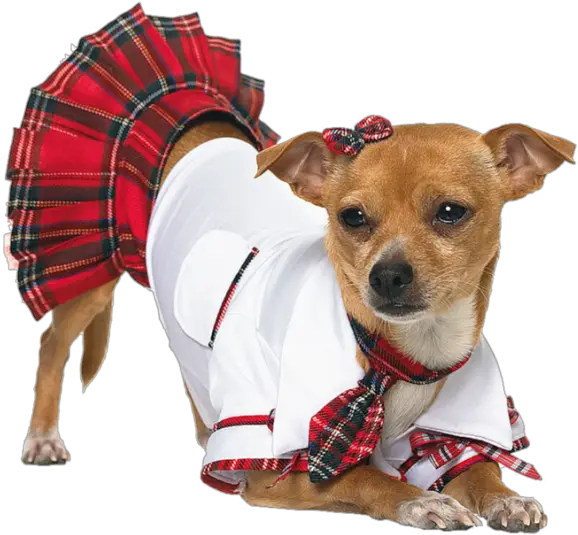 Funny Dog Widescreen Sexy Costumes For Dogs Png Funny Dog Png