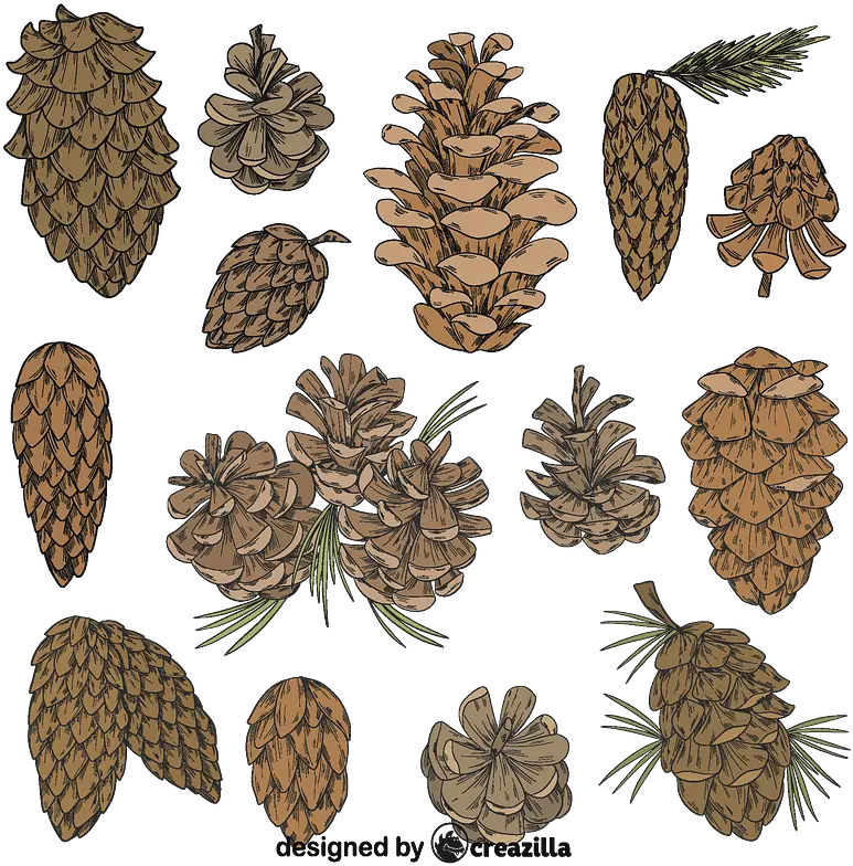 Set Of Pine Cone Vector Free Download Creazilla Virginia Pine Png Pine Cone Icon