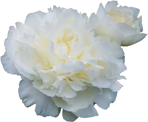 Flowers White White Peonies No Background Png White Flower Transparent