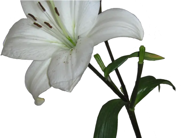 Lily Clipart Transparent Background Lily Png Transparent White Lily Png