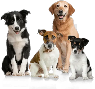 Dog Group Transparent Png Transparent Background Dogs Png Cute Dog Png