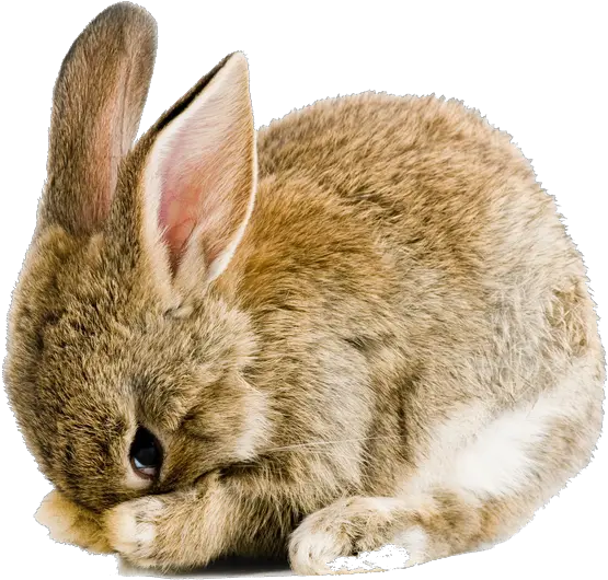 Real Easter Bunny Png Picture Transparent Background Bunny Clipart Rabbit Transparent