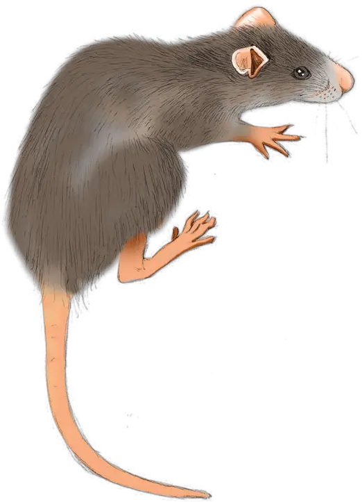 Rat Background Removed U2013 Tbrtc Brown Rat Png Rat Transparent Background