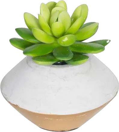 Download Mini Faux Succulent In Concrete Planter Gold Transparent Succulent Pot Png Succulent Transparent Background