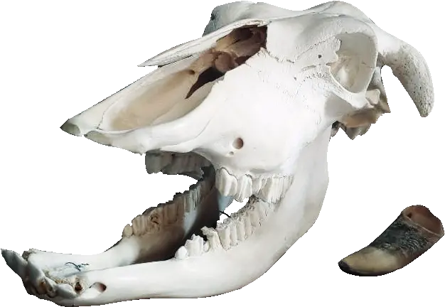 Veterinary Cow Skull Bone Skull Png Cow Skull Png