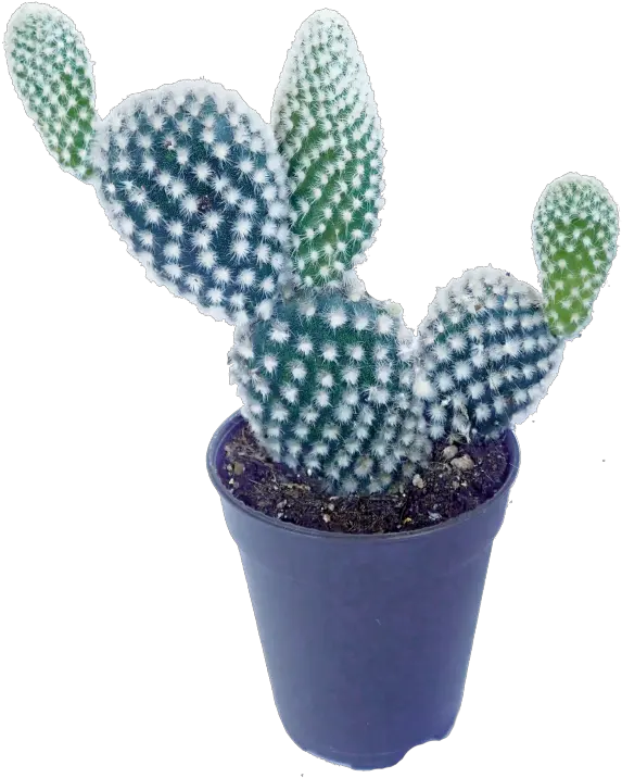 Bunny Ears Cactus Bunny Ear Cactus Png Bunny Ears Png