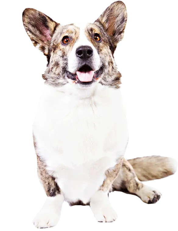 Cardigan Welsh Corgi Dog Breed Vulnerable Native Breeds Png Corgi Transparent