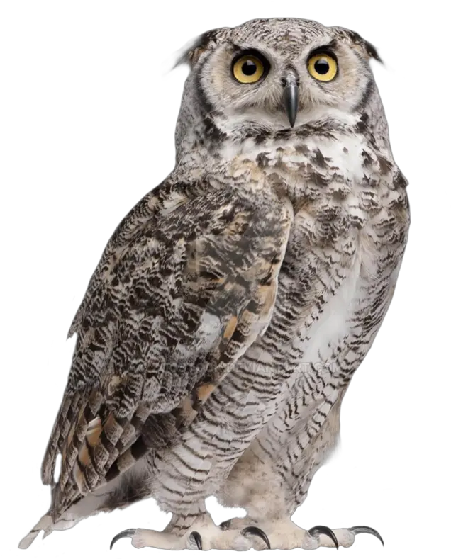 Hd Owl Great Horned Owl Png Owl Transparent