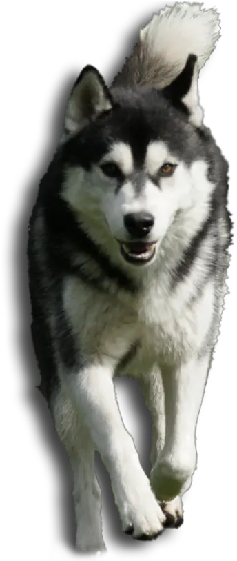 Husky Huskies From The Town Of Halszka Pies Husky Png Husky Png