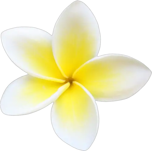 Plumeria Flowers Png File Frangipani Flower Png Blank Plumeria Flower Png