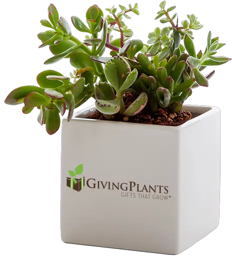 Company Logo Office Plants Indoor Plant Gifts Plants Gifts Png Succulent Png