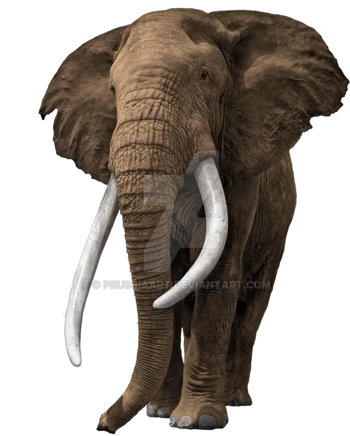 Transparent Bg Elephant Elephant On Transparent Background Png Elephant Transparent Background