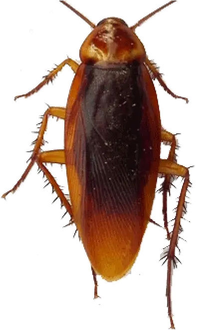 Cockroach Png Transparent Images Free Download Clip Art Milk Cockroach Png